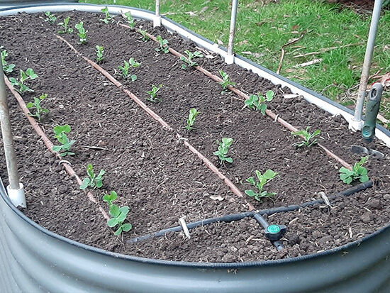 Soaker hose system - The Veggie Garden